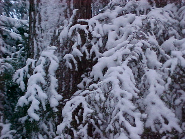 Pine tree with snow