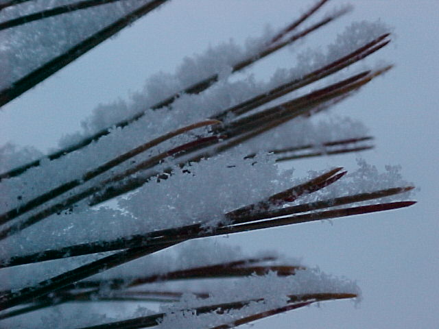 Pine tree with snow