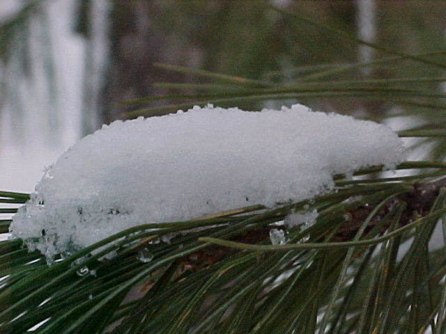 Pine tree with snow