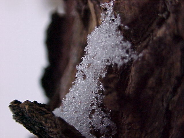 Snow on tree