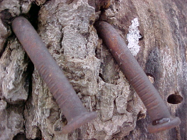 Nails in tree