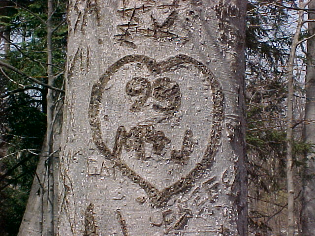 Tree graffiti