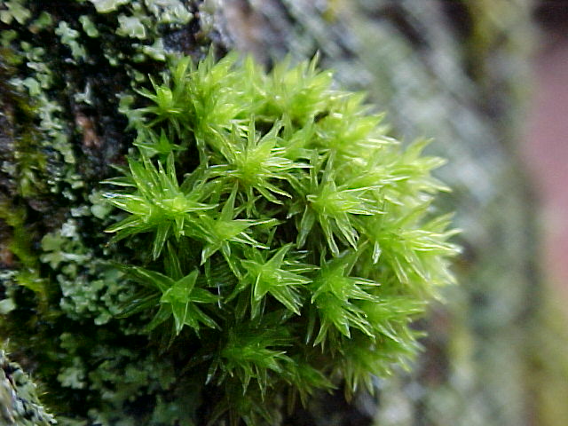 Moss