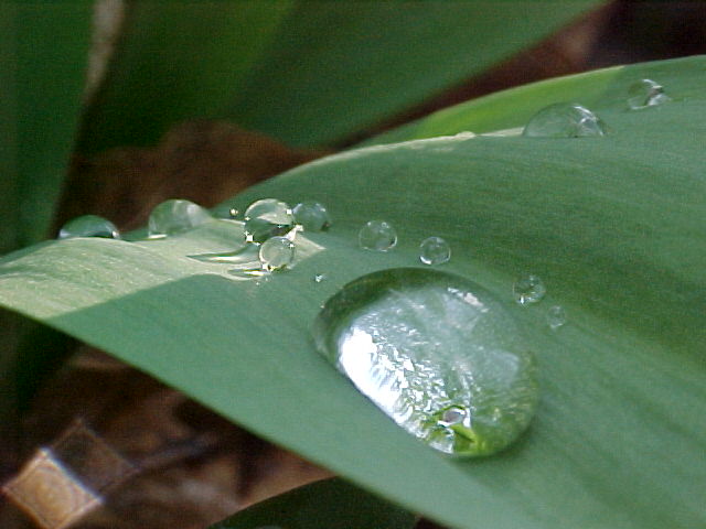 Leaf with water drops