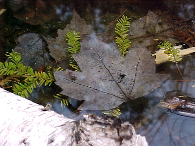 Leaf in puddle