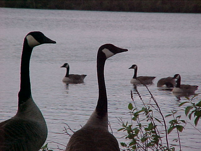 Geese