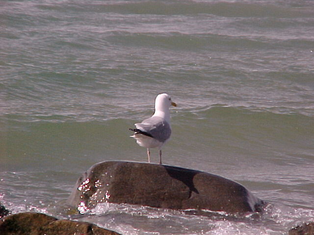 Seagull