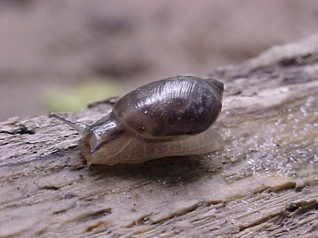 Snail