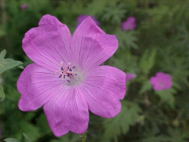 Flower