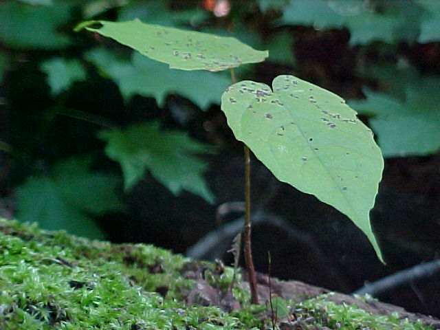 Leaves