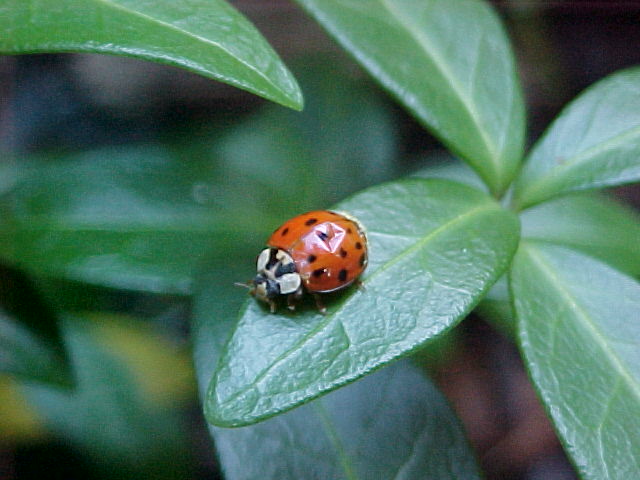 Ladybug