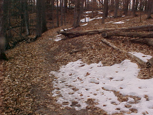 Path in woods