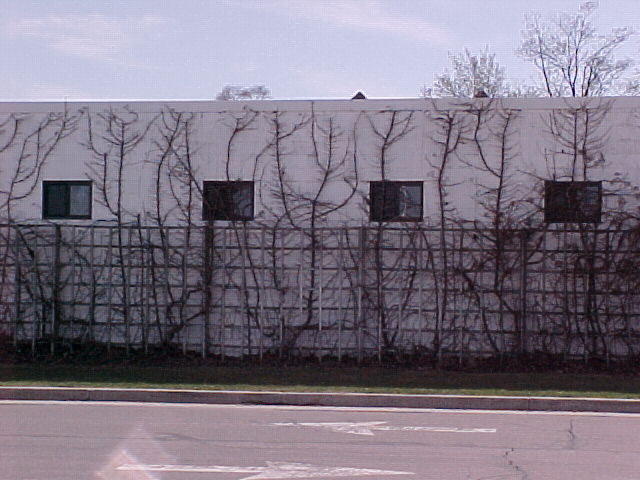 Vines on side of building