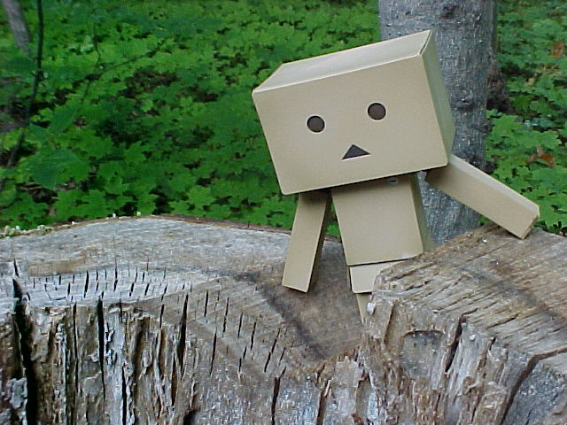 Danbo playing in tree stump