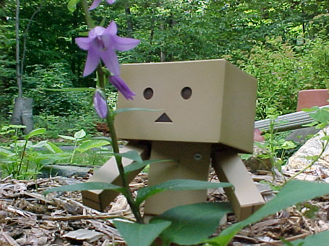 Danbo looking at flower