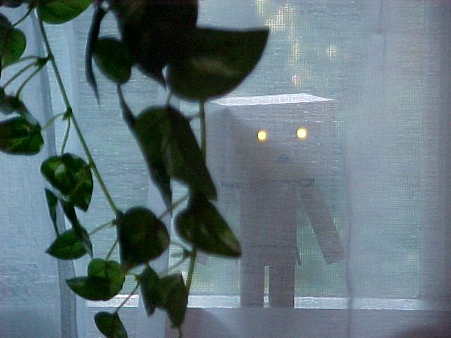 Danbo behind curtain