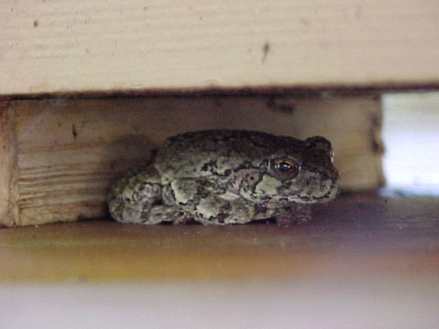 Toad