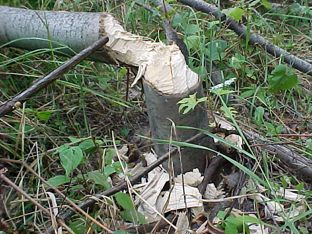 Beaver cut tree