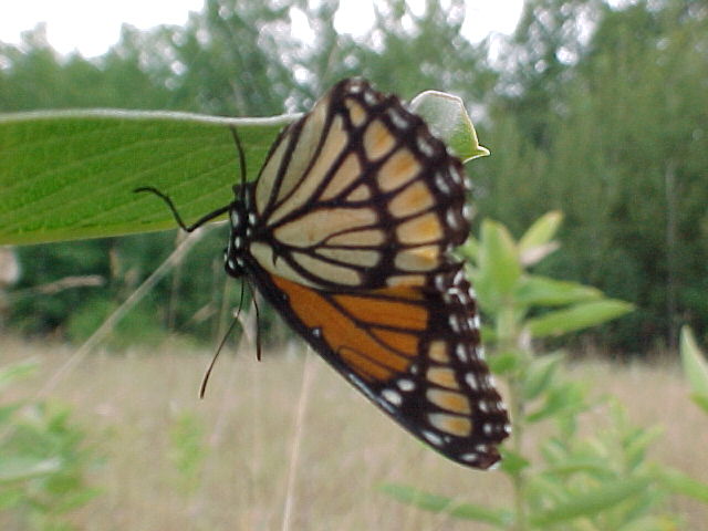 Butterfly