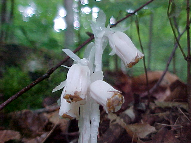 Fungus