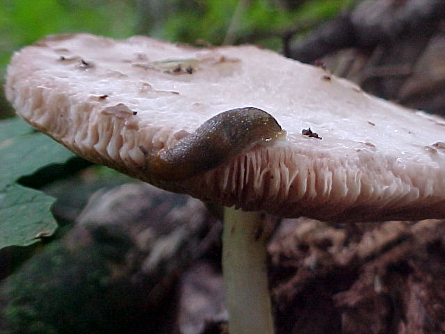 Mushroom