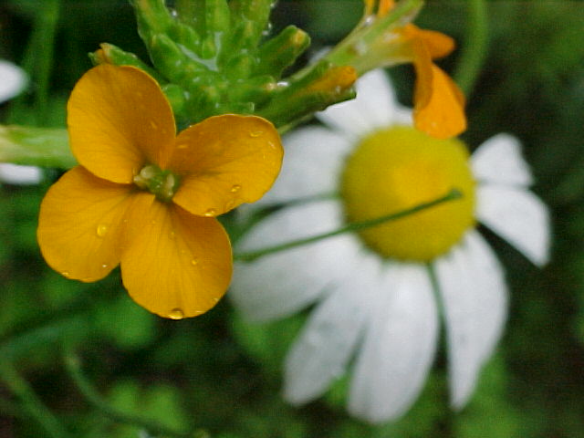 Flowers
