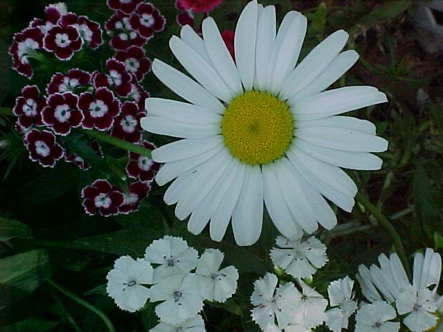 Flowers