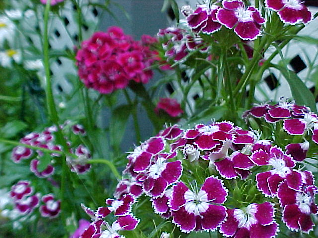 Flowers