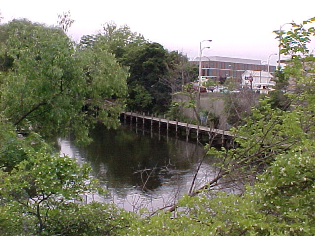 River through trees