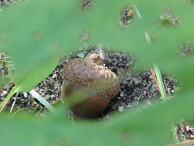 Acorn