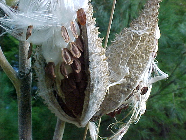 Seeds
