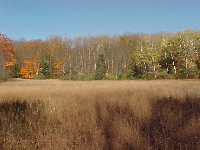 Field