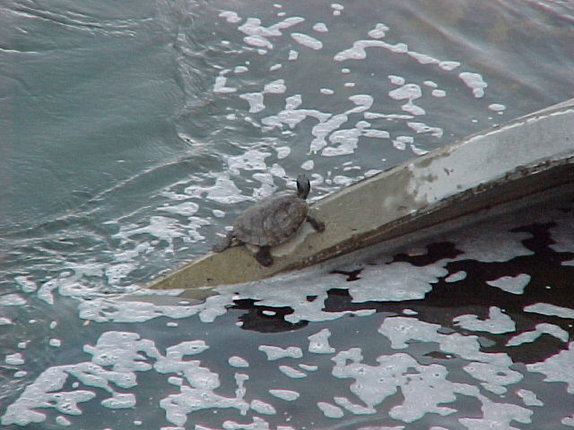 Turtle