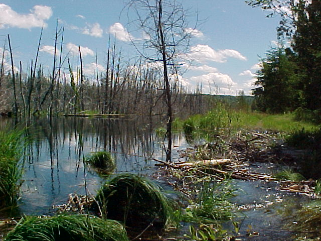 Flood