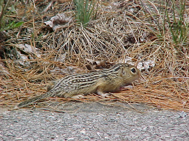 Chipmunk
