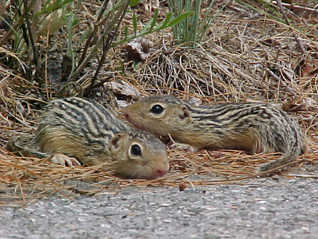 Chipmunk