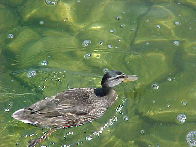 Duck