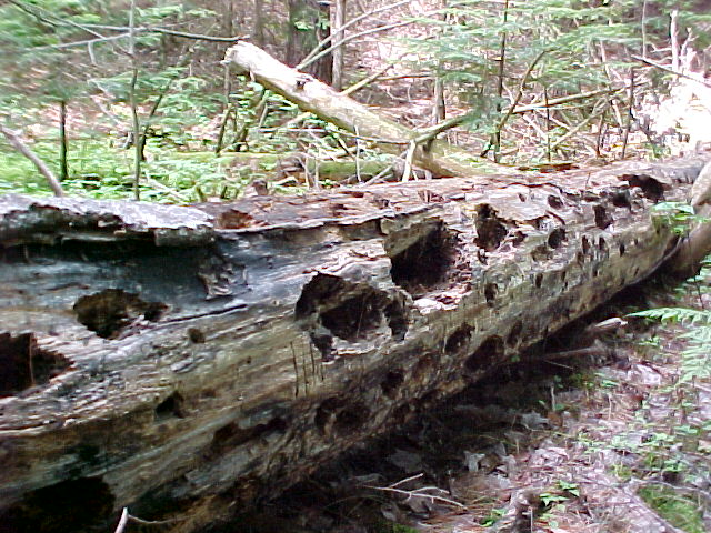 Log
