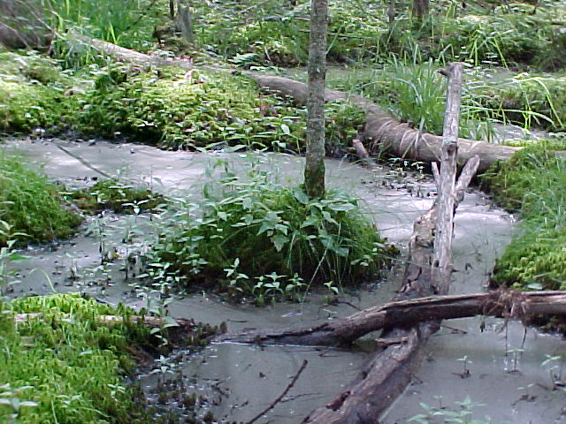 Water