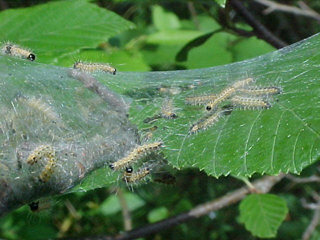 Bugs