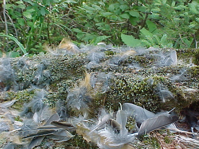 Feathers