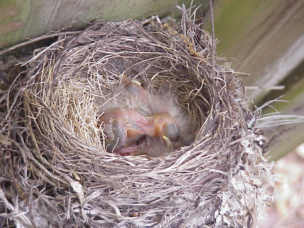 Baby birds