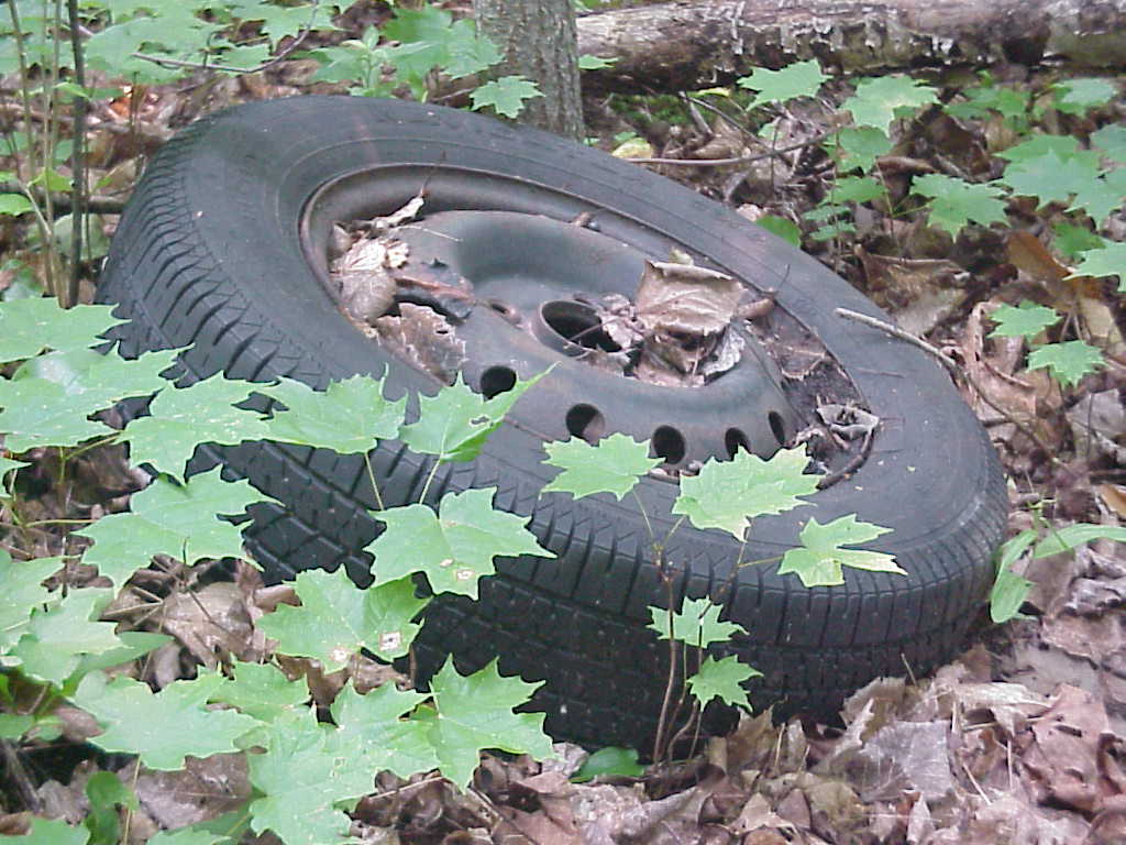Tire in the woods