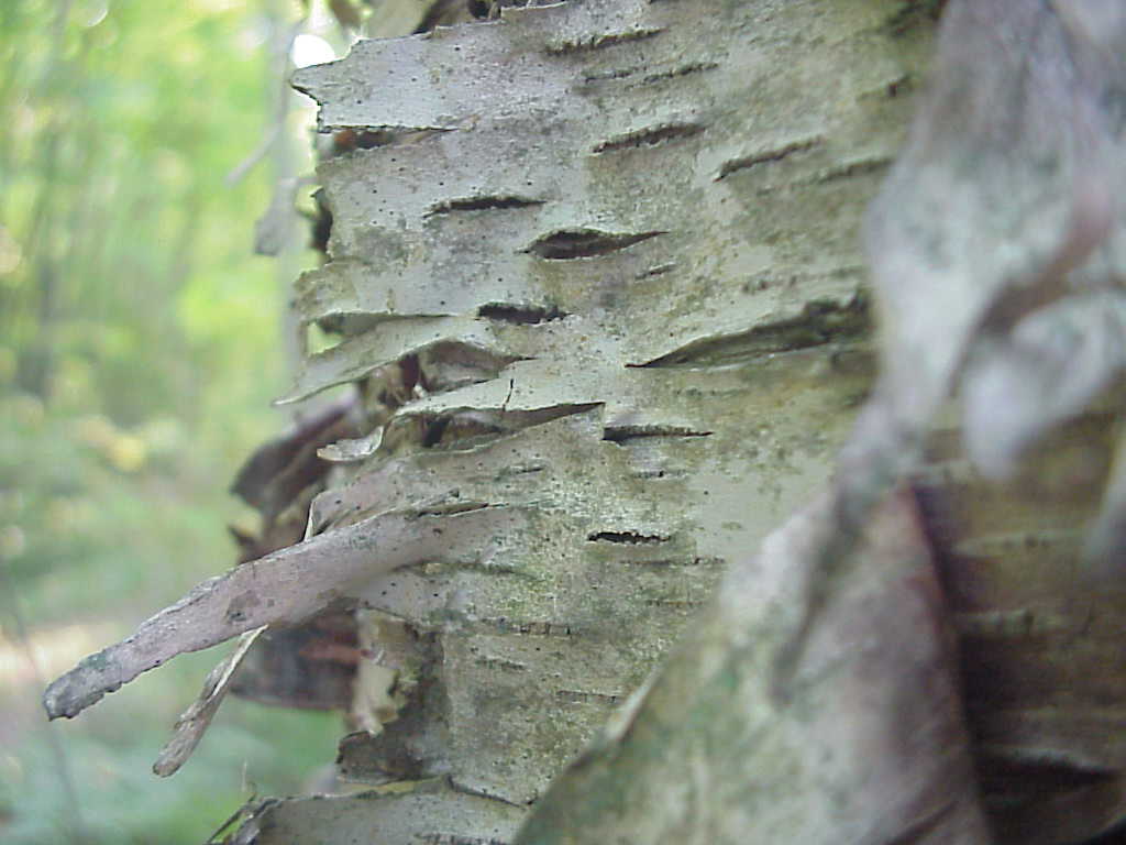 Birch tree bark