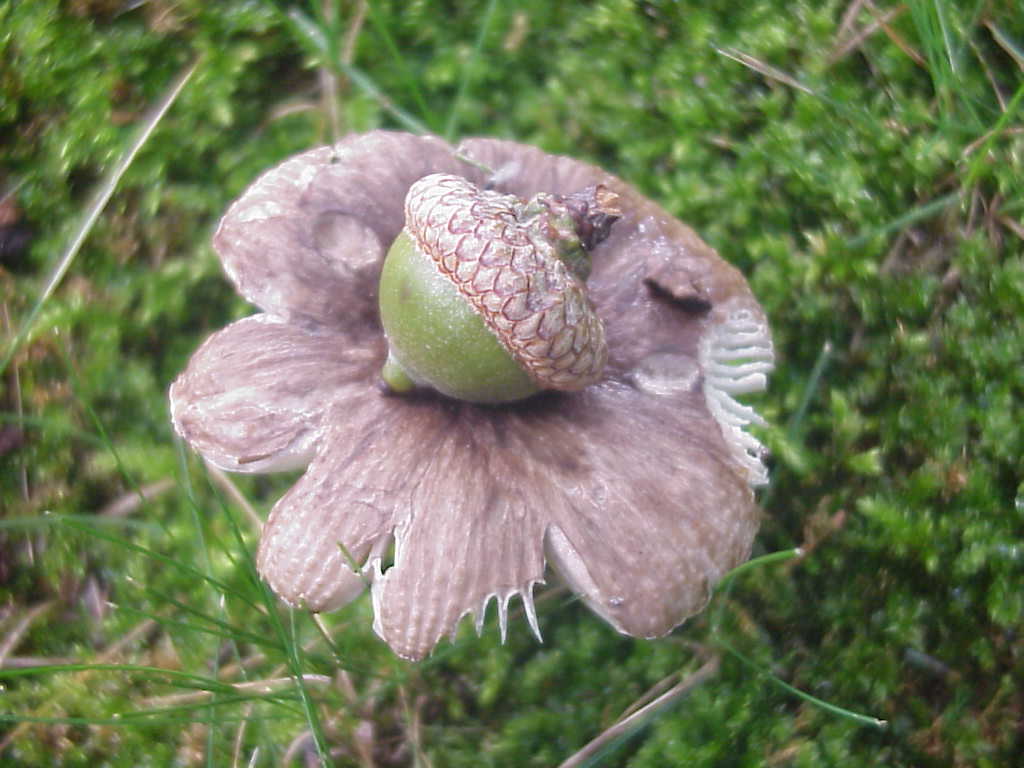 Acorn on mushroom