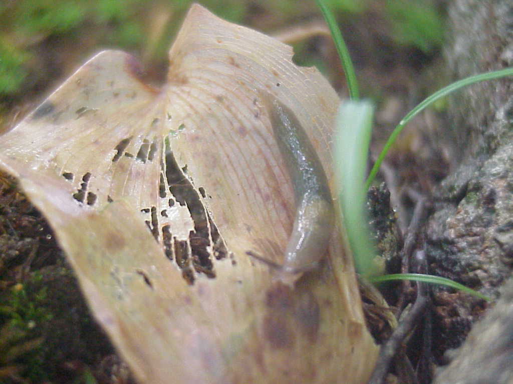 Snail on leaf