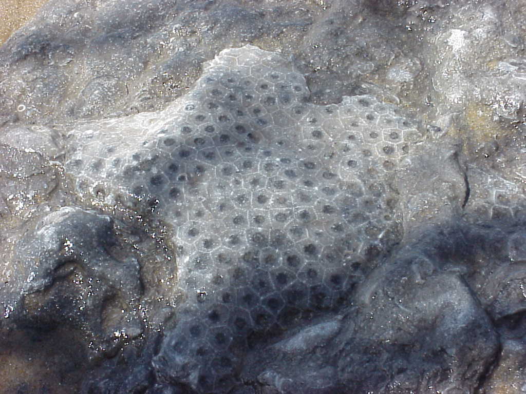 Petosky stone