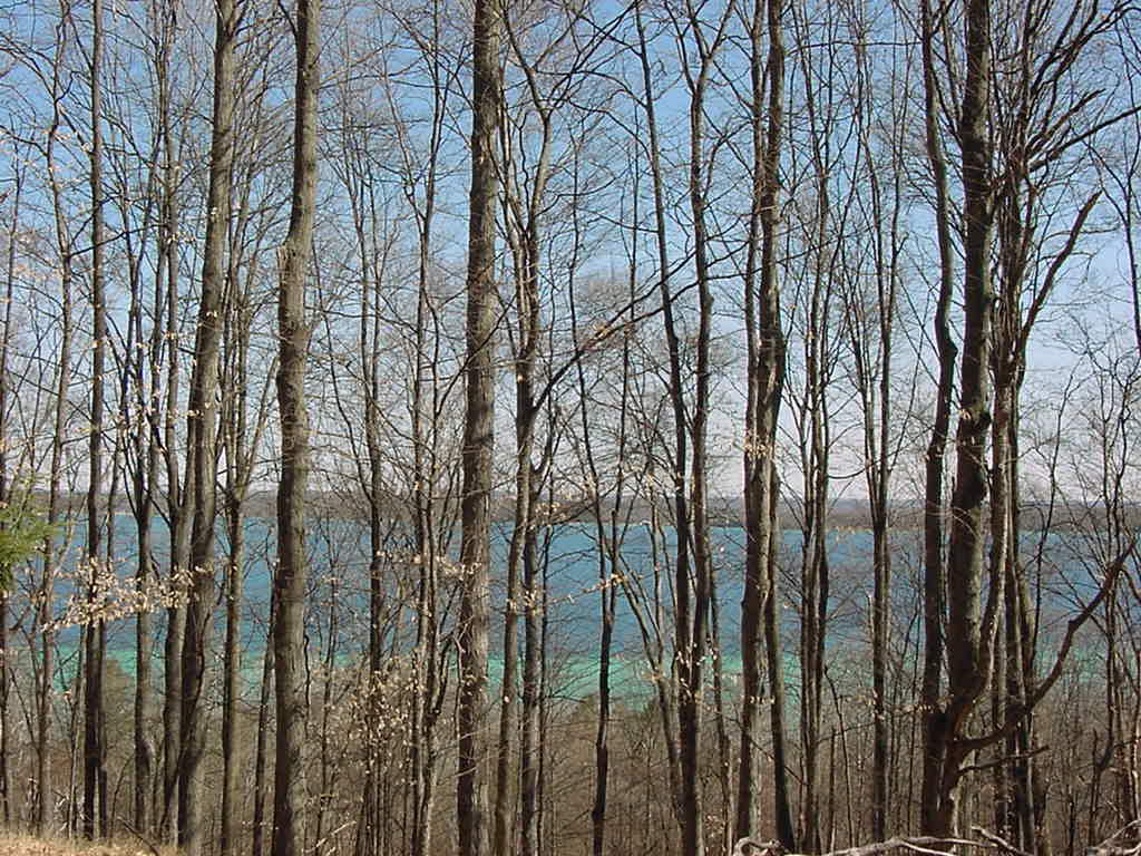 Lake behind trees