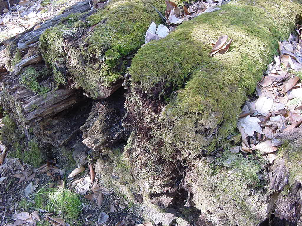 Mossy logs