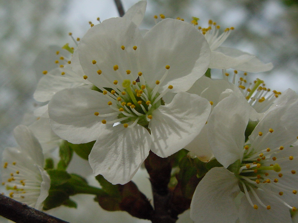 Cherry blossoms